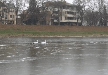 На річці Уж гостює пара лебедів (ВІДЕО)