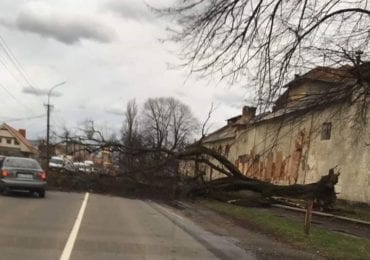 Наслідки негоди: у Мукачеві на дорогу впало дерево (ФОТО)