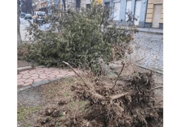 Через негоду в Ужгороді з корінням вирвало два дерева (ФОТО)