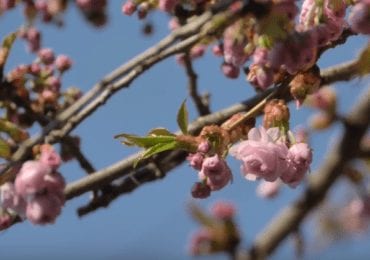 В Ужгороді зацвіли перші сакури (ВІДЕО)