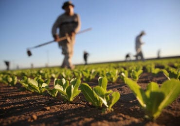 Фермери в Україні готові платити сезонним працівникам у 1,5 рази більше, ніж в ЄС