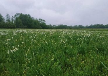 У Хусті розквітла Долина нарцисів (ФОТО)