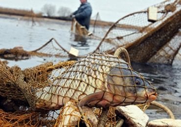 Через жахливу екологію у річках Закарпаття вмирає риба