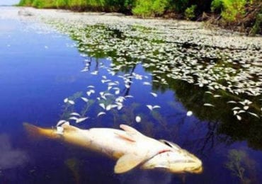 Мутна вода і мертва риба: поблизу села Дийда, на Закарпатті, трапилося забруднення довкілля