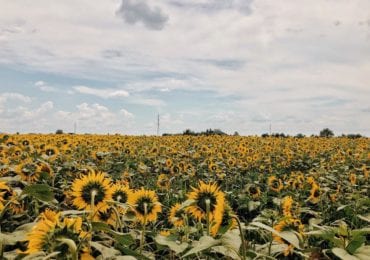 Місце для фотосесії: на Закарпатті розцвіло соняшникове поле (ФОТО)