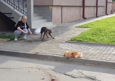 В Ужгороді бійцівська собака загризла маленького шпіца (ФОТО)