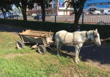 В Мукачеві штрафують містян за вигул коней (ФОТО)