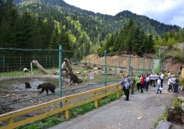 У Закарпатському центрі реабілітації бурих ведмедів готуються до зими