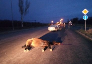 Моторошна ДТП на Перечинщині: п'яний водій збив коня