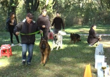 "Зірка Закарпаття": в Ужгороді відбулася виставка собак (ФОТО, ВІДЕО)