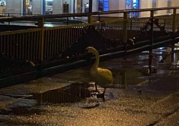 Мандрівник: в Ужгороді лебідь прогулюється на пішохідному мості (ФОТО)