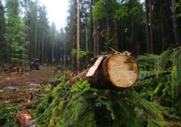 Вирубку карпатського лісу тепер будуть контролювати за допомогою інтернет-ресурсу