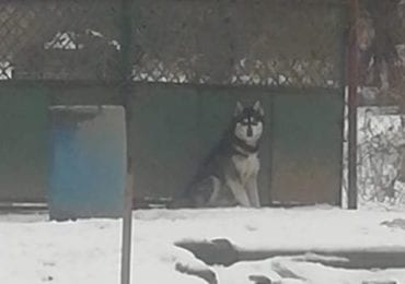 В Ужгороді собака забраврався до чужого двору та передушив усіх курей (ВІДЕО)