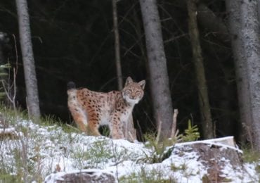 В Карпатах сфотографували рись, яку занесено до Червоної книги (ФОТО)