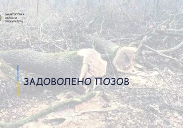 Суд стягнув із закарпатців 50 тис грн штрафу за незаконну рубку дубу та акації