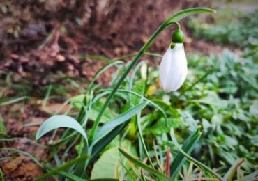 На Мукачівщині розквітли вісники весни підсніжники (ФОТО)