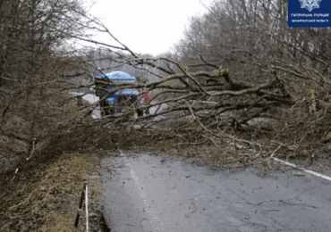 На об'їзній біля Ужгорода дерево впало поперек дороги