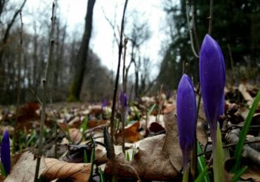 Сьогодні на Закарпатті від 5°С морозу до 7°С тепла