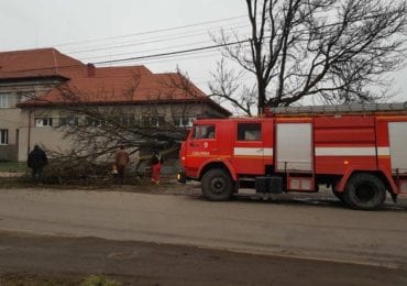 У Сваляві вітер повалив дерево на проїжджу частину