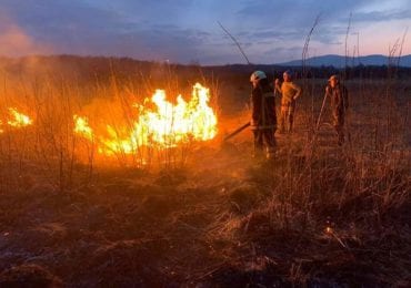 Горіла "Долина нарцисів": на території відомого заповідника трапилася пожежа (ФОТО)