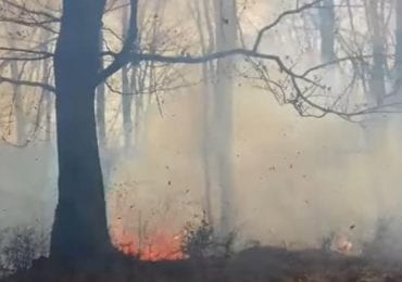 На Закарпатті внаслідок підпалу вогонь охопив близько гектара лісу (ФОТО)