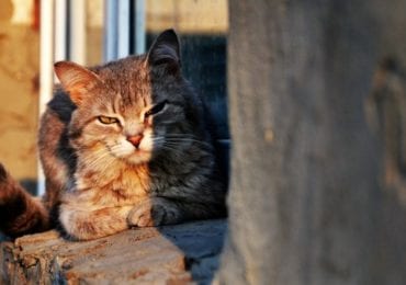 Закарпатські синоптики розповіли, якою буде погода у ці вихідні