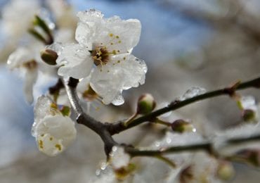 Сьогодні на Закарпатті часом дощ і до 9° тепла