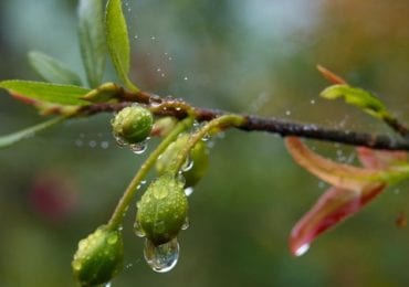 Сьогодні на Закарпатті місцями дощ та до +15°С