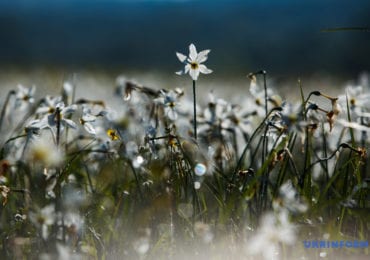 Сьогодні на Закарпатті до +17°С