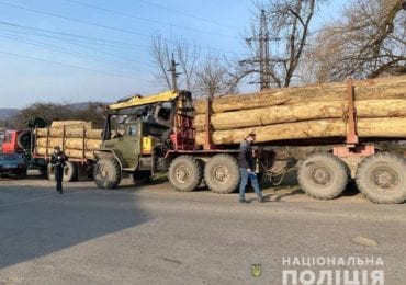 За 3 місяці на Закарпатті зафіксували понад 30 випадків порушень у сфері лісового господарства