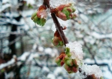 Сьогодні на Закарпатті від 6° морозу до 6° тепла