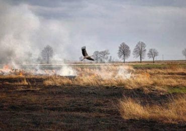 В Закарпатській ОДА створили Координаційну групу, котра боротиметься з паліями трави