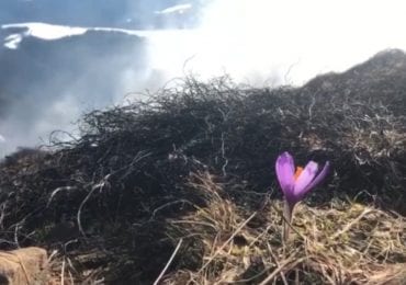 На хребті Кострич у Карпатах підпалили суху траву і знищили крокурси (ВІДЕО)