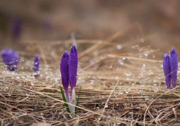 Сьогодні на Закарпатті хмарно і до +14°С