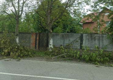 У Мукачеві невідомі псували дерева, обрізаючи гілки (ФОТО)