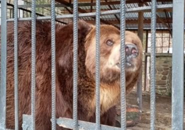 Ведмідя з НПП "Синевир" було не врятувати: він помер від пластика у кишківнику