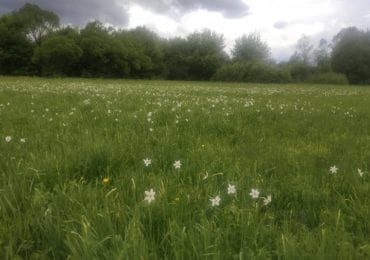 На Закарпатті почала цвісти Долина нарцисів (ФОТО)