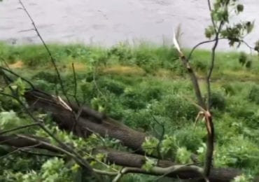 В Ужгороді, на площі Фенцика, впало дерево заваливши частину металевих перил