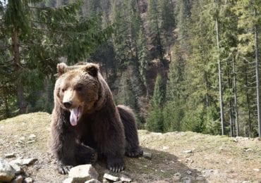 Для лікування ведмедів у Синевирі подарували хірургічний стіл (ФОТО)