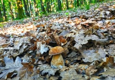 Сезон розпочато: закарпатці діляться світлинами перших грибних знахідок (ФОТО)