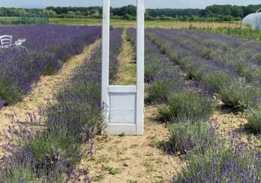 Понад 1000 кущів лаванди квітне у с. Велика Добронь на Ужгородщині