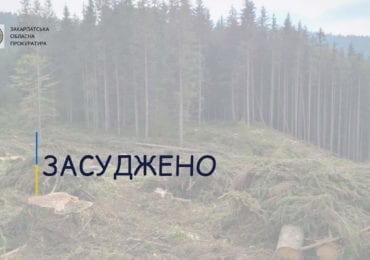 За незаконну рубку ялин у Воловецькому лісовому господарстві закарпатець сплатить штраф