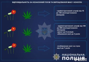 За тиждень на Закарпатті поліціянти вилучили з незаконного обігу понад 2 тисячі нарковмісних рослин