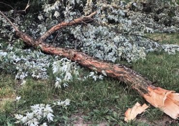 В Ужгороді біля будинків обвалилася гілка дерева