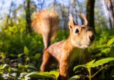 Синоптики розповіли, якою буде погода на Закарпатті цього тижня