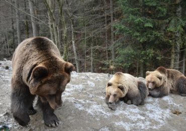 На Закарпатті ведмеді готуються до сплячки (ФОТО)