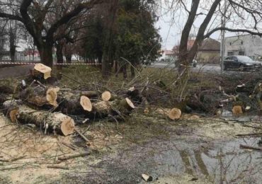 «Рідне Закарпаття» обурене вирубкою молодих дерев для встановлення МАФів - скасовуватимуть дозволи