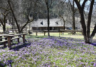 В НПП «Синевир» триває  екологічна  акція «Збережи первоцвіти» (ФОТО)