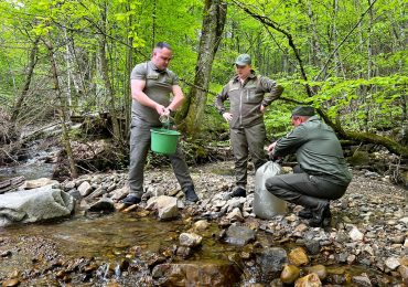 Лісівники Міжгірського лісового господарства зарибнили місцеві річки (ФОТО)