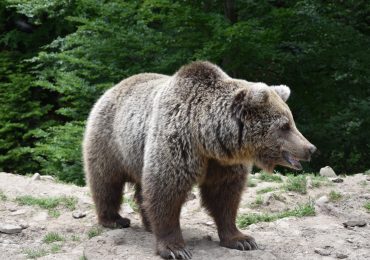 30 ведмедів в реабілітаційному центрі на Закарпатті почуваються, як на волі (ФОТО)